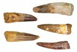 Lot: -, Bargain Spinosaurus Teeth - Pieces #82625-3